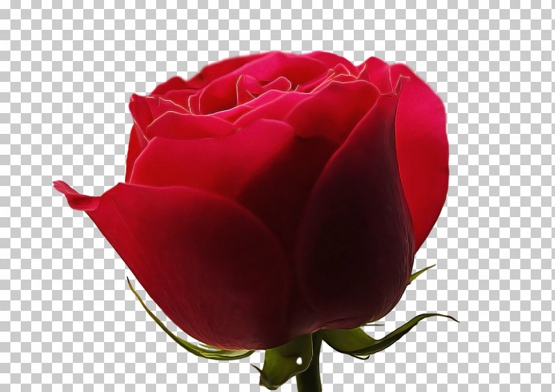 Garden Roses PNG, Clipart, Bud, Cabbage Rose, China Rose, Cut Flowers, Floribunda Free PNG Download