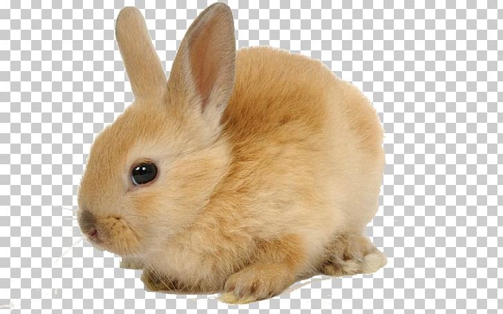Domestic Rabbit European Rabbit Herbivore Pet PNG, Clipart, Animal, Animals, Carnivore, Chinchilla, Domestic Rabbit Free PNG Download