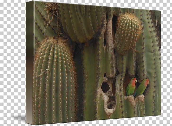 Nopal Strawberry Hedgehog Cactus Cactaceae Biome Tree PNG, Clipart, Biome, Cactaceae, Cactus, Caryophyllales, Flowering Plant Free PNG Download