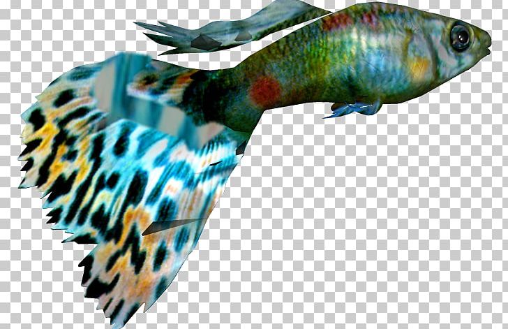 Ornamental Fish Guppy PNG, Clipart, Adobe Fireworks, Animals, Aquarium, Beak, Clip Art Free PNG Download