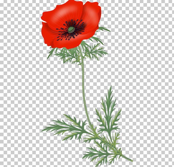 Poppy Familiar Wild Flowers PNG, Clipart, Anemone, Annual Plant, Auglis, Computer Icons, Coquelicot Free PNG Download