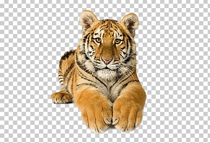Cat Bengal Tiger Siberian Tiger PNG, Clipart, Animals, Bengal Tiger, Big Cats, Carnivoran, Cat Free PNG Download
