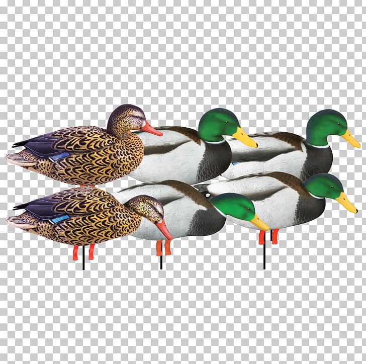 Mallard Duck Decoy Goose PNG, Clipart, Animals, Anseriformes, Beak, Bird, Cygnini Free PNG Download