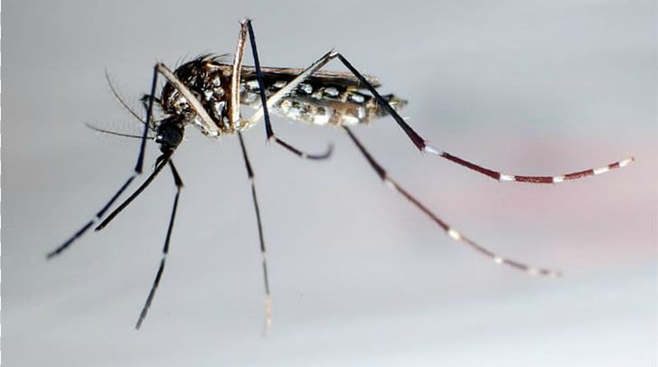 Mosquito Insect Nematocera Zika Virus Dengue PNG, Clipart, Aedes Albopictus, Arthropod, Chikungunya Virus, Chikungunya Virus Infection, Dengue Free PNG Download