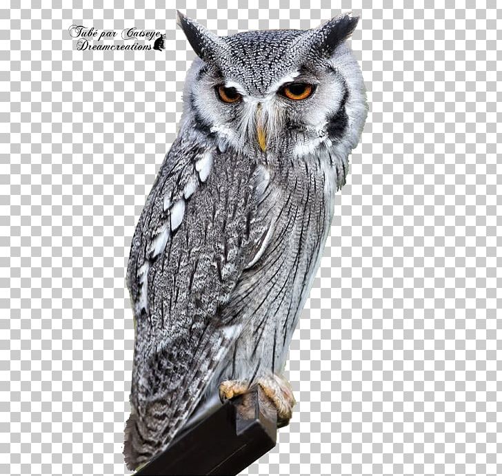 Bird Eurasian Eagle-owl Barn Owl Long-eared Owl PNG, Clipart, Animal, Animals, Barn Owl, Beak, Bird Free PNG Download