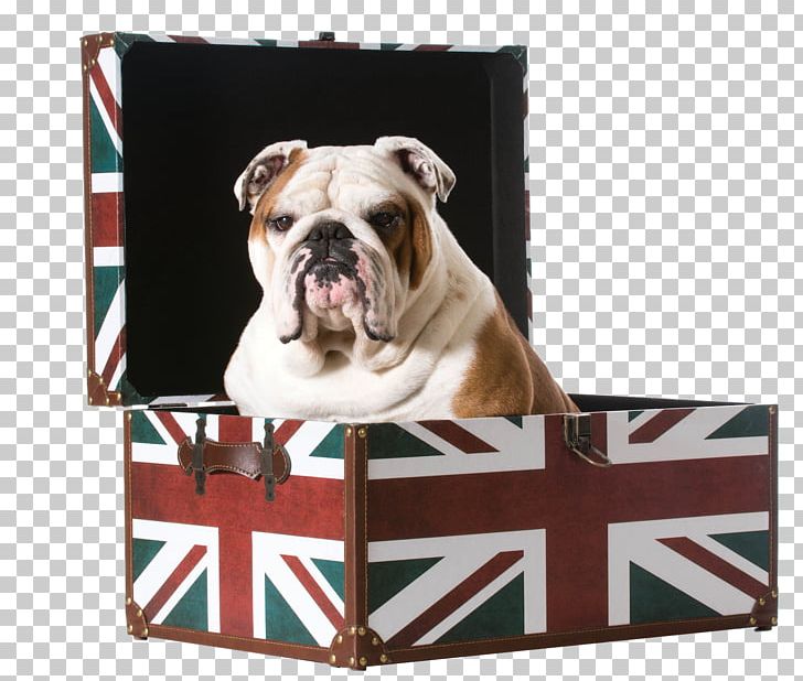 Bulldog Stock Photography Puppy United Kingdom PNG, Clipart, American Bulldog, British Bulldogs, Bulldog, Carnivoran, Dog Free PNG Download