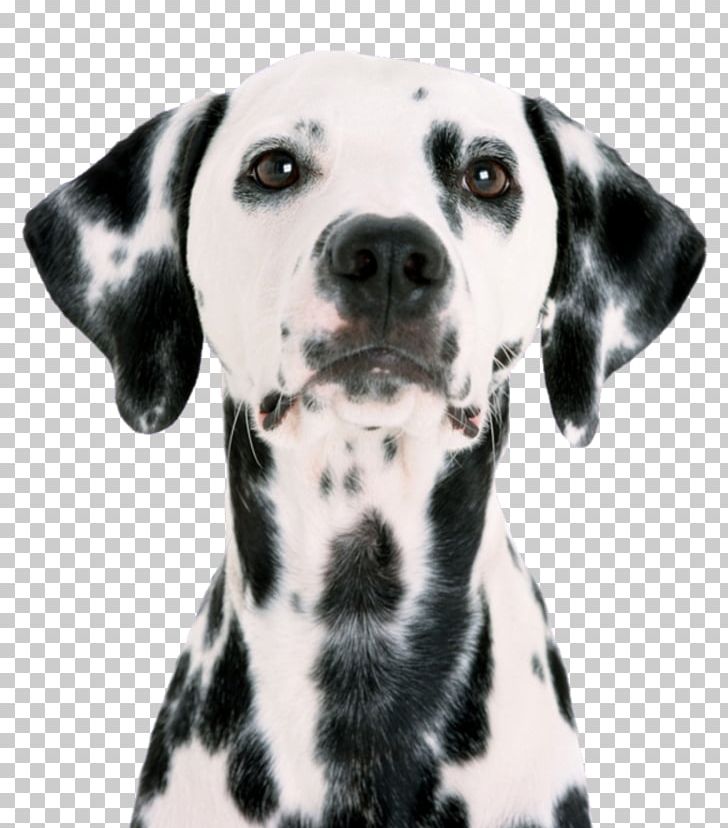 Dalmatian Dog Pet Sitting Puppy Pug PNG, Clipart, Animal, Animals, Carnivoran, Companion Dog, Dalmatian Free PNG Download