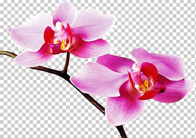 Flower Petal Moth Orchid Pink Plant PNG, Clipart, Flower, Moth Orchid, Orchid, Petal, Pink Free PNG Download