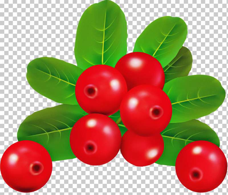 Holly PNG, Clipart, Acerola Family, Arctostaphylos, Arctostaphylos Uvaursi, Berry, Cherry Free PNG Download