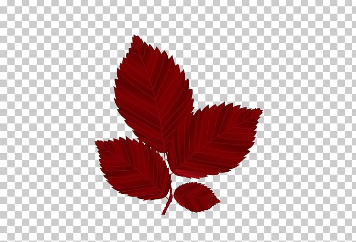 Autumn Leaves Red Maple Leaf PNG, Clipart, Autumn, Autumn Leaf, Autumn Leave, Color, Computer Icons Free PNG Download