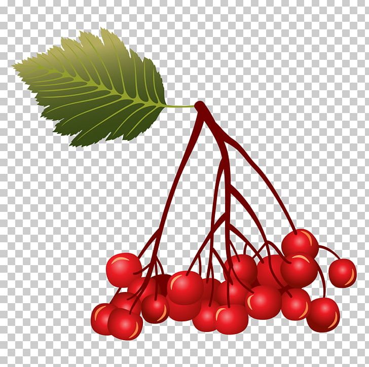 Berry Cherry Euclidean Fruit PNG, Clipart, Auglis, Blossoms Cherry, Branch, Cdr, Cherries Free PNG Download