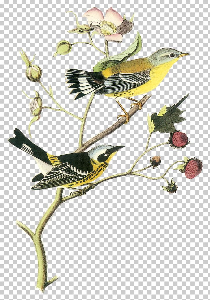 The Birds Of America New World Warblers National Audubon Society Printing PNG, Clipart, Animals, Bird, Birds Of America, Branch, Darkeyed Junco Free PNG Download