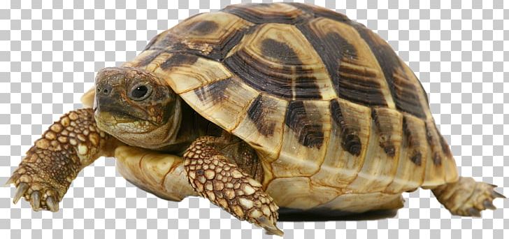 Turtle Pet Russian Tortoise Hermann's Tortoise Dog PNG, Clipart,  Free PNG Download