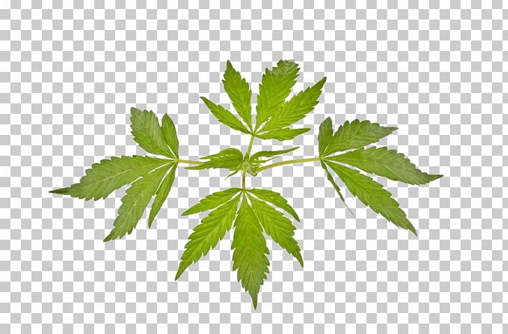 Cannabis Ruderalis Marijuana Leaf Cannabis Sativa PNG, Clipart, Autumn Leaves, Branch, Bud, Cannabis, Cannabis Leaves Free PNG Download