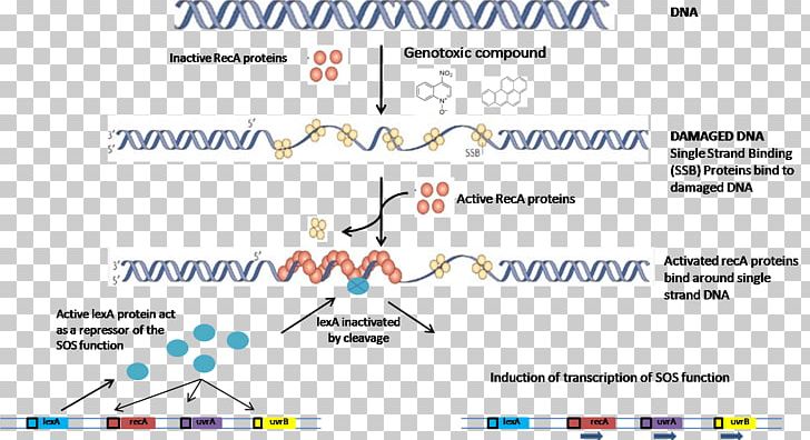 SOS Response DNA Repair Repressor LexA RecA PNG, Clipart, Angle, Area, Biology, Cell, Desktop Wallpaper Free PNG Download