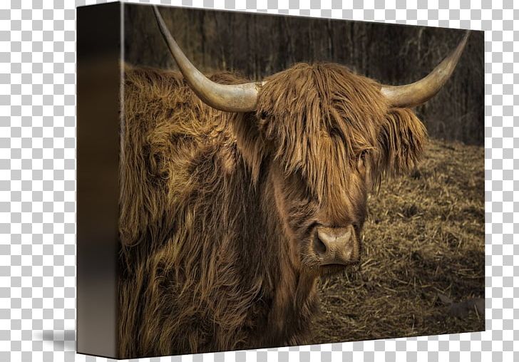 Texas Longhorn Domestic Yak English Longhorn Ox PNG, Clipart, Cattle Like Mammal, Cow Goat Family, Domestic Yak, English Longhorn, Fauna Free PNG Download