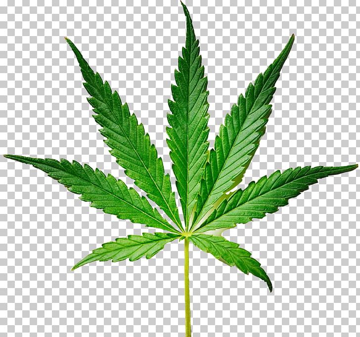 Weed The People Legality Of Cannabis Legalization Medical Cannabis PNG, Clipart, Cannabidiol, Cannabis, Cannabis Legalization, Cannabis Smoking, Drug Free PNG Download