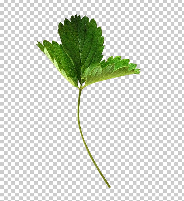 Musk Strawberry Leaf PNG, Clipart, Accessory Fruit, Auglis, Berry, Cilek, Cilek Resimleri Free PNG Download