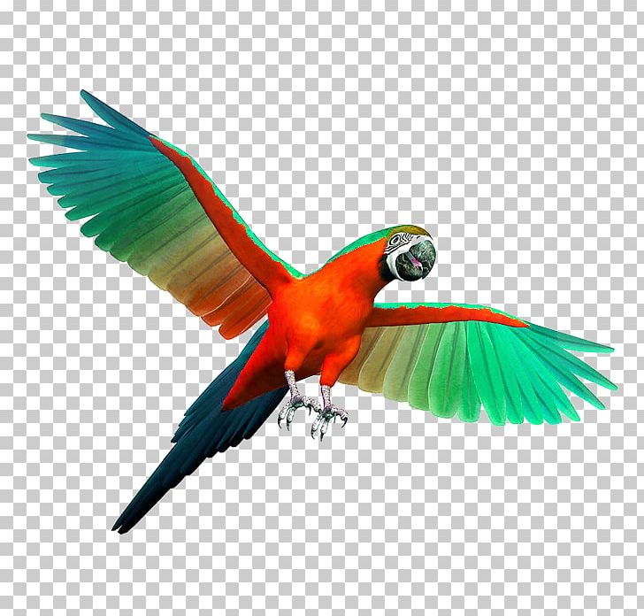 Parrot Birdcage Cockatiel Budgerigar PNG, Clipart, Animals, Beak, Bird, Cage, Chew Toy Free PNG Download