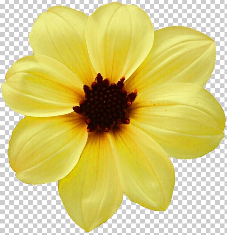Dahlia Close-up PNG, Clipart, Annual Plant, Closeup, Dahlia, Daisy Family, Flower Free PNG Download
