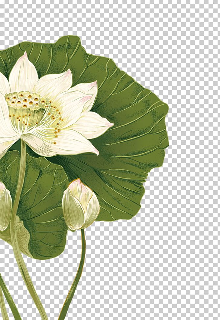 Nelumbo Nucifera Flower Illustration PNG, Clipart, Annual Plant, Art, Cut Flowers, Download, Elegant Free PNG Download