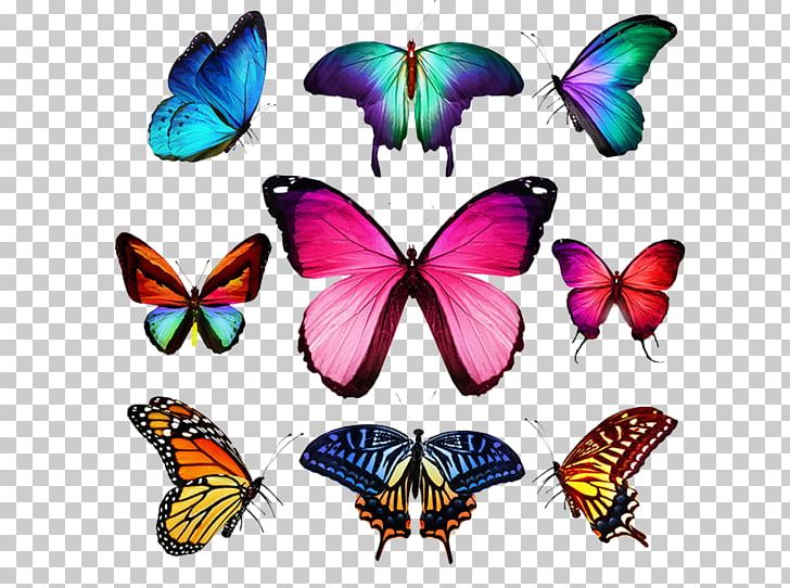 Butterfly Stock Photography Illustration PNG, Clipart, Blue Butterfly, Brush Footed Butterfly, Butterflies, Butterfly, Butterfly Group Free PNG Download