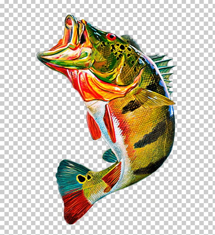 Cichla Ocellaris Peacock Bass Fly Fishing PNG, Clipart, Bass Fishing, Beak, Cichla, Decal, Drawing Free PNG Download