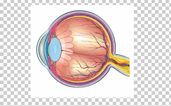 Human Eye Human Anatomy Diagram PNG, Clipart, Anatomy, Blind Spot, Diagram, Eye, Eye Anatomy Free PNG Download