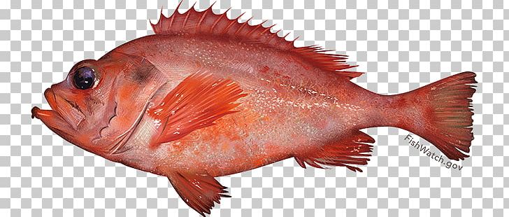 Acadian Redfish Rose Fish New England PNG, Clipart, Acadian Redfish, Animals, Animals And Plants, Animal Source Foods, Fauna Free PNG Download