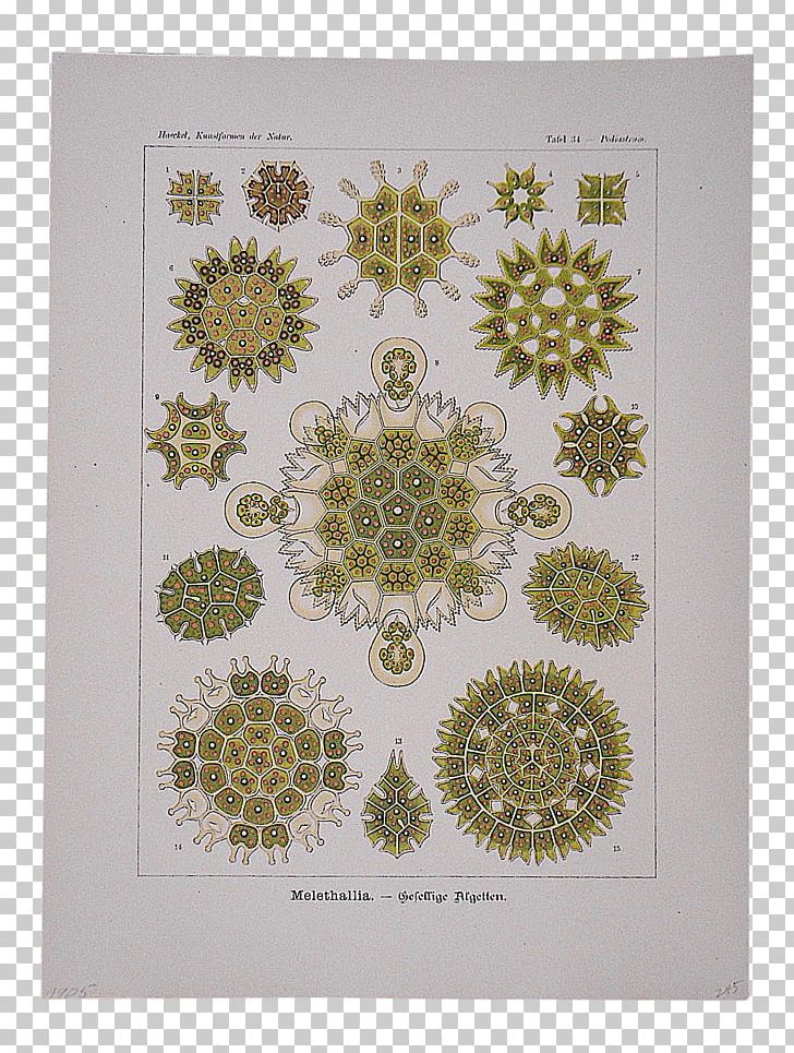 Art Forms In Nature Biologist Green Algae Recapitulation Theory Pediastrum PNG, Clipart, Algae, Art, Art Forms In Nature, Biologist, Diatom Free PNG Download