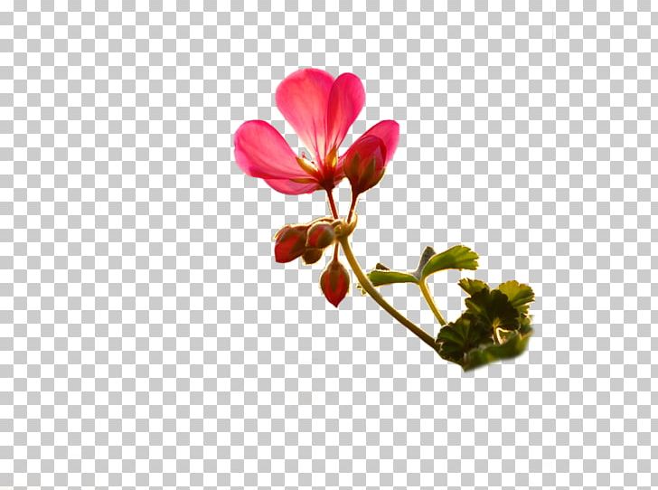 Flower Bouquet Floristry Floral Design Petal PNG, Clipart, Blossom, Branch, Bud, Cut Flowers, Flora Free PNG Download