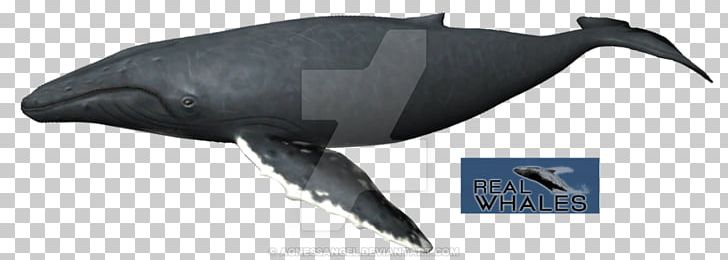 Dolphin Porpoise Fin Whale Humpback Whale Cetaceans PNG, Clipart, Animal, Animal Figure, Atlantic Ocean, Balaenoptera, Baleen Whale Free PNG Download