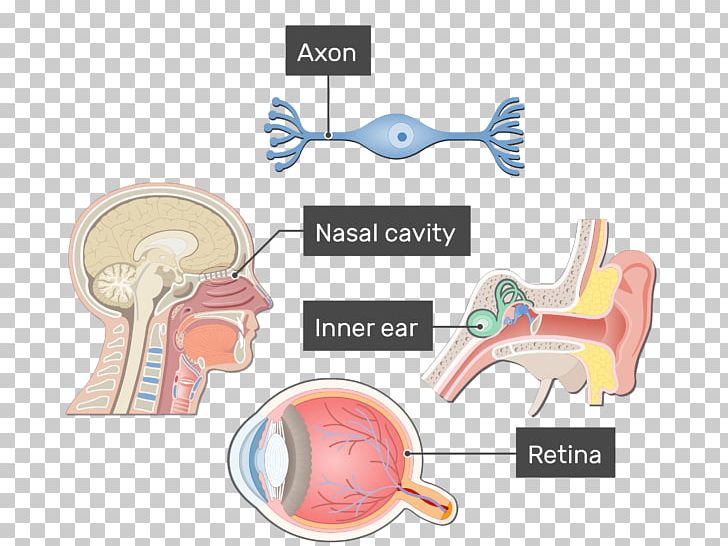 Ear Bipolar Neuron Axon Pseudounipolar Neuron PNG, Clipart, Axon, Basic, Bipolar, Bipolar Neuron, Brain Free PNG Download