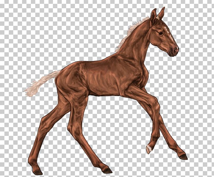Mustang Foal Mare Colt Stallion PNG, Clipart, Animal Figure, Bay, Breed, Chestnut, Coloring Pages Free PNG Download