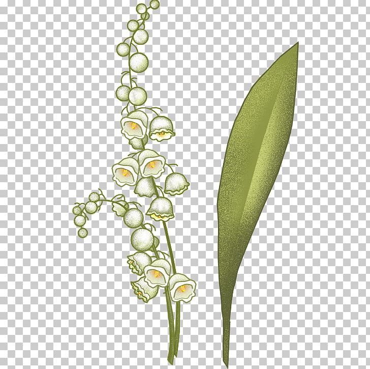 Arum-lily Flowering Plant Plant Stem Plants PNG, Clipart, Arumlily, Calla Lily, Flora, Flower, Flowering Plant Free PNG Download