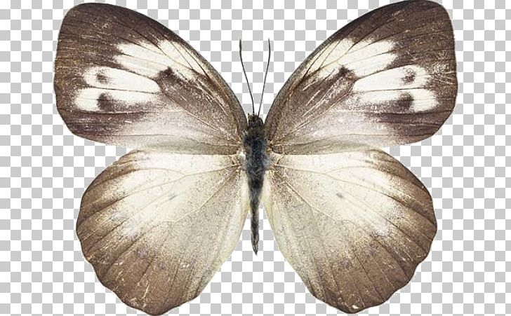 Butterfly Stock Photography PNG, Clipart, Aporia Crataegi, Arthropod, Beautiful Butterfly, Bombycidae, Brush Footed Butterfly Free PNG Download