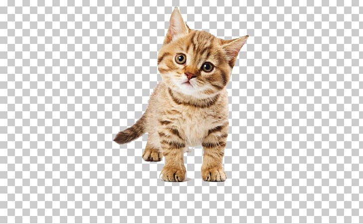 Himalayan Cat Kitten Cuteness Cats And The Internet Cat Breed PNG, Clipart, American Shorthair, American Wirehair, Animals, Asian, Australian Mist Free PNG Download