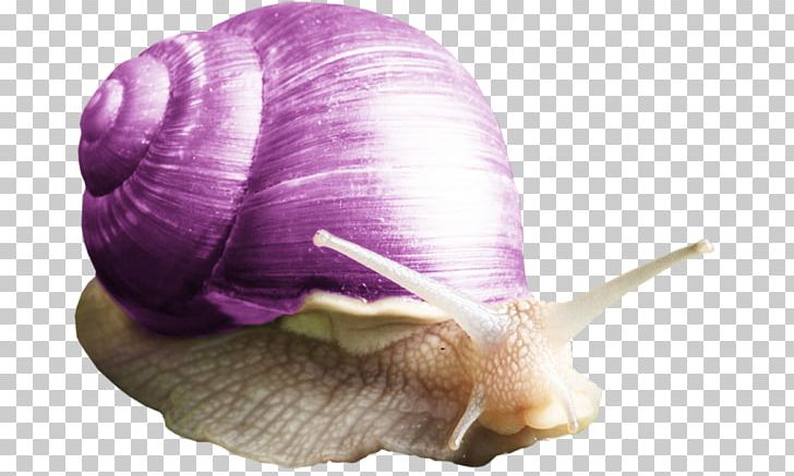 Snail Purple Orthogastropoda PNG, Clipart, Animals, Caracol, Dwelling, Frame Free Vector, Free Free PNG Download