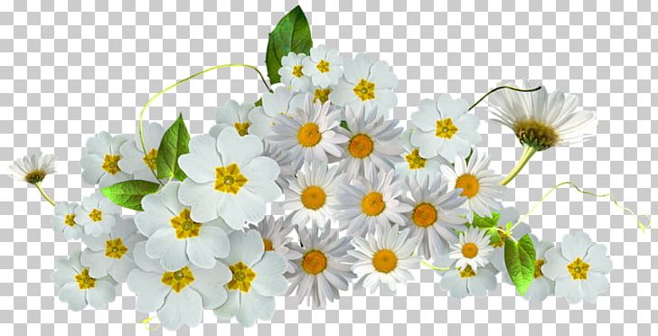 Chamomile PNG, Clipart, Branch, Chamaemelum Nobile, Cicekler, Cok, Common Daisy Free PNG Download
