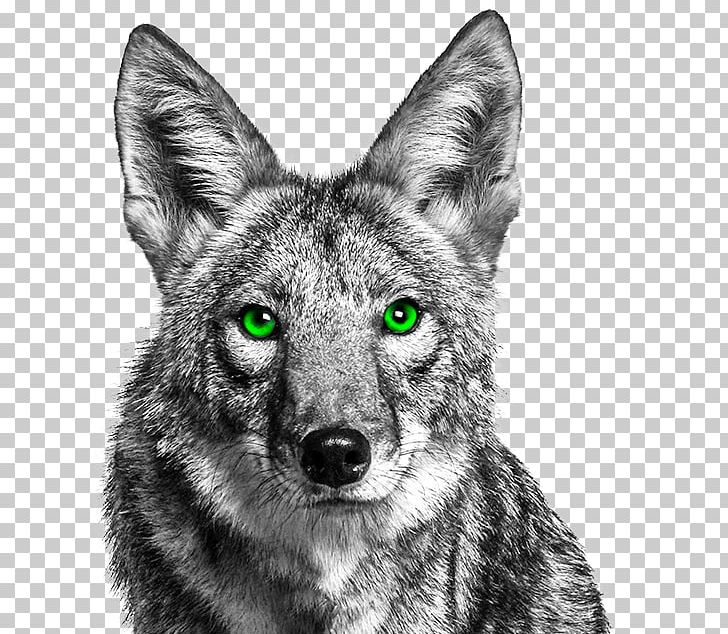 Coyote Dog Canidae Jackal PNG, Clipart, Animals, Black And White, Bobcat, Canidae, Carnivoran Free PNG Download