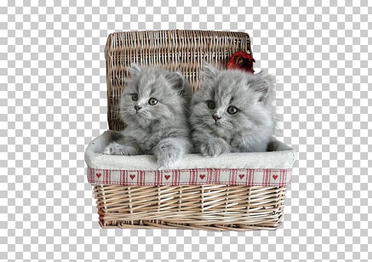 Kitten Persian Cat Puppy Munchkin Cat Dog PNG, Clipart, Animal, Animals, Basket, Box, Carnivoran Free PNG Download