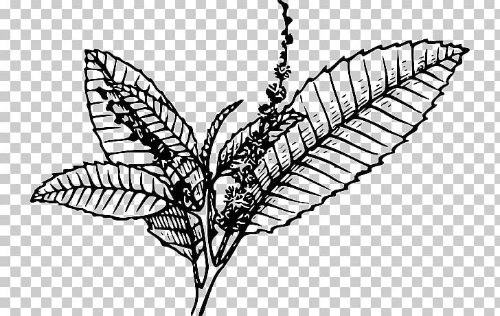 Tobacco Pipe Chewing Tobacco PNG, Clipart, Artwork, Black And White, Butterfly, Chewing Tobacco, Cigarette Free PNG Download