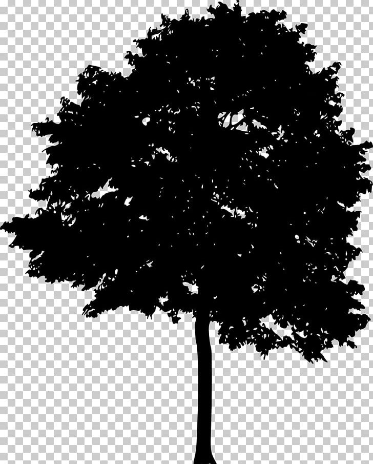 Tree Light Woody Plant Silhouette PNG, Clipart, Black And White, Branch, Forest, Leaf, Light Free PNG Download