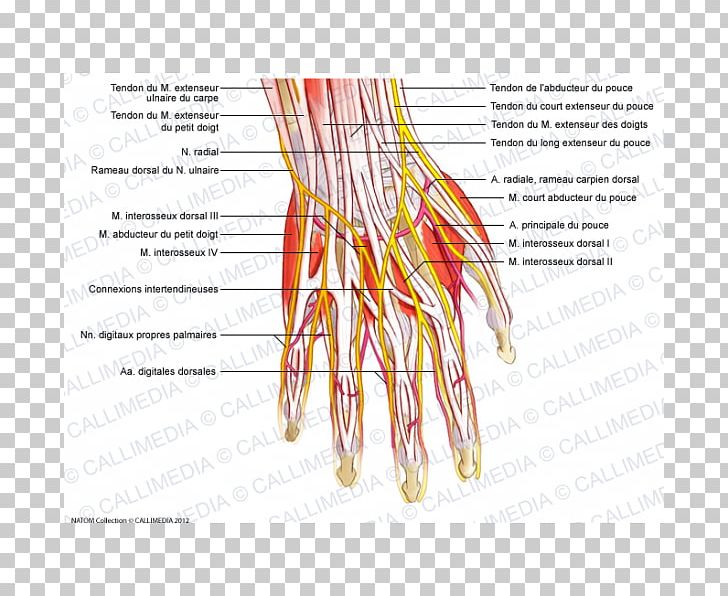Finger Nerve Nervous System Human Anatomy Blood Vessel PNG, Clipart, Anatomy, Angle, Arm, Blood Vessel, Circulatory System Free PNG Download