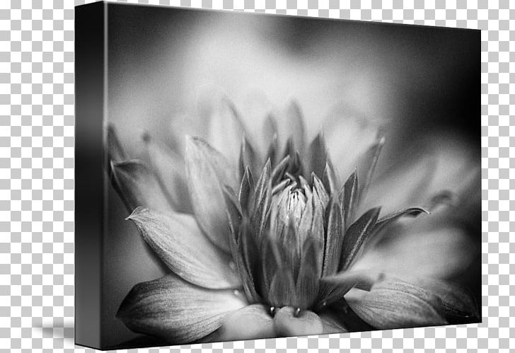 Photography Work Of Art Fine Art PNG, Clipart, Black And White, Closeup, Closeup, Computer Wallpaper, Dahlia Free PNG Download