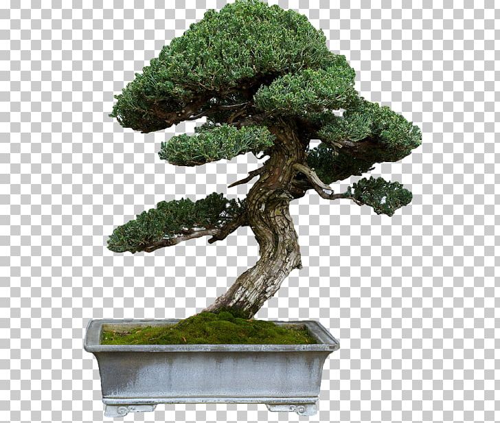 Sageretia Theezans Bonsai Tree Second Life Tattoo PNG, Clipart, Bonsai, Bonsai Tree, Com, Evergreen, Flowerpot Free PNG Download