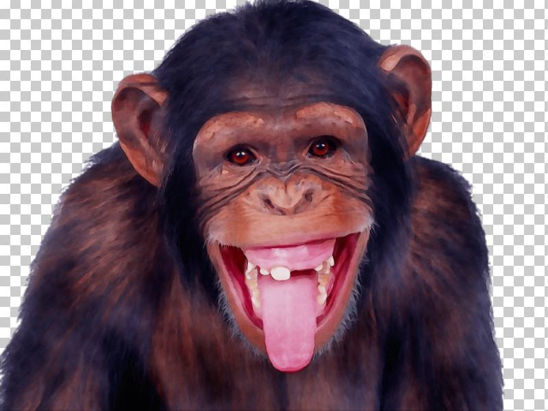 Chimpanzee Monkey Hanger Skunk Ape PNG, Clipart, Chimpanzee, Monkey Hanger, Paint, Skunk Ape, Watercolor Free PNG Download