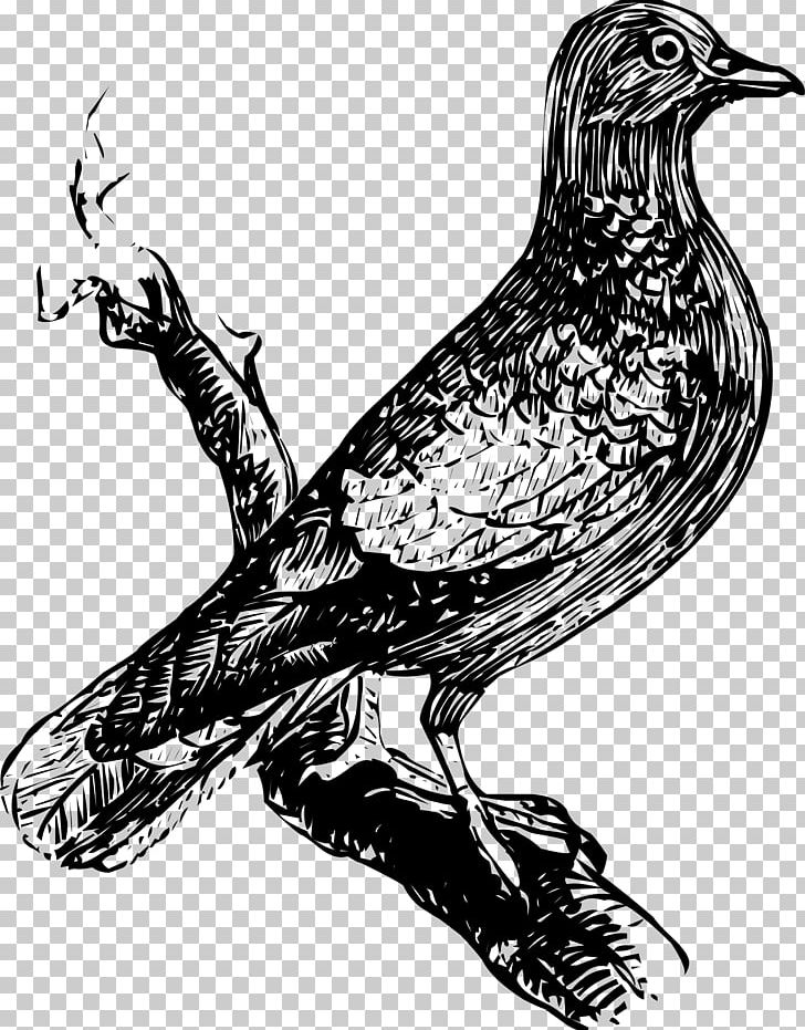 Bird Drawing Art PNG, Clipart, Animals, Art, Beak, Bird, Bird Of Prey Free PNG Download