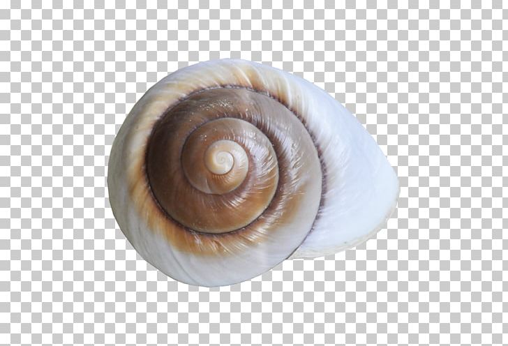Conchology Sea Snail Seashell Nautiluses PNG, Clipart, 13 May, 22 March, Advertising, Algae, Animals Free PNG Download