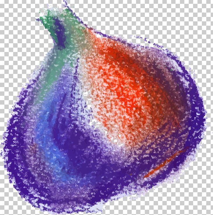 Onion Google S Purple Vegetable PNG, Clipart, Breath, Cartoon, Color, Color Pencil, Color Splash Free PNG Download